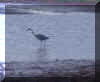 Herron.JPG (127736 bytes)