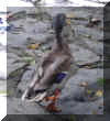 Mallard.JPG (207287 bytes)